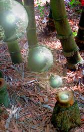 Bamboo Blowing Bright Bubbles